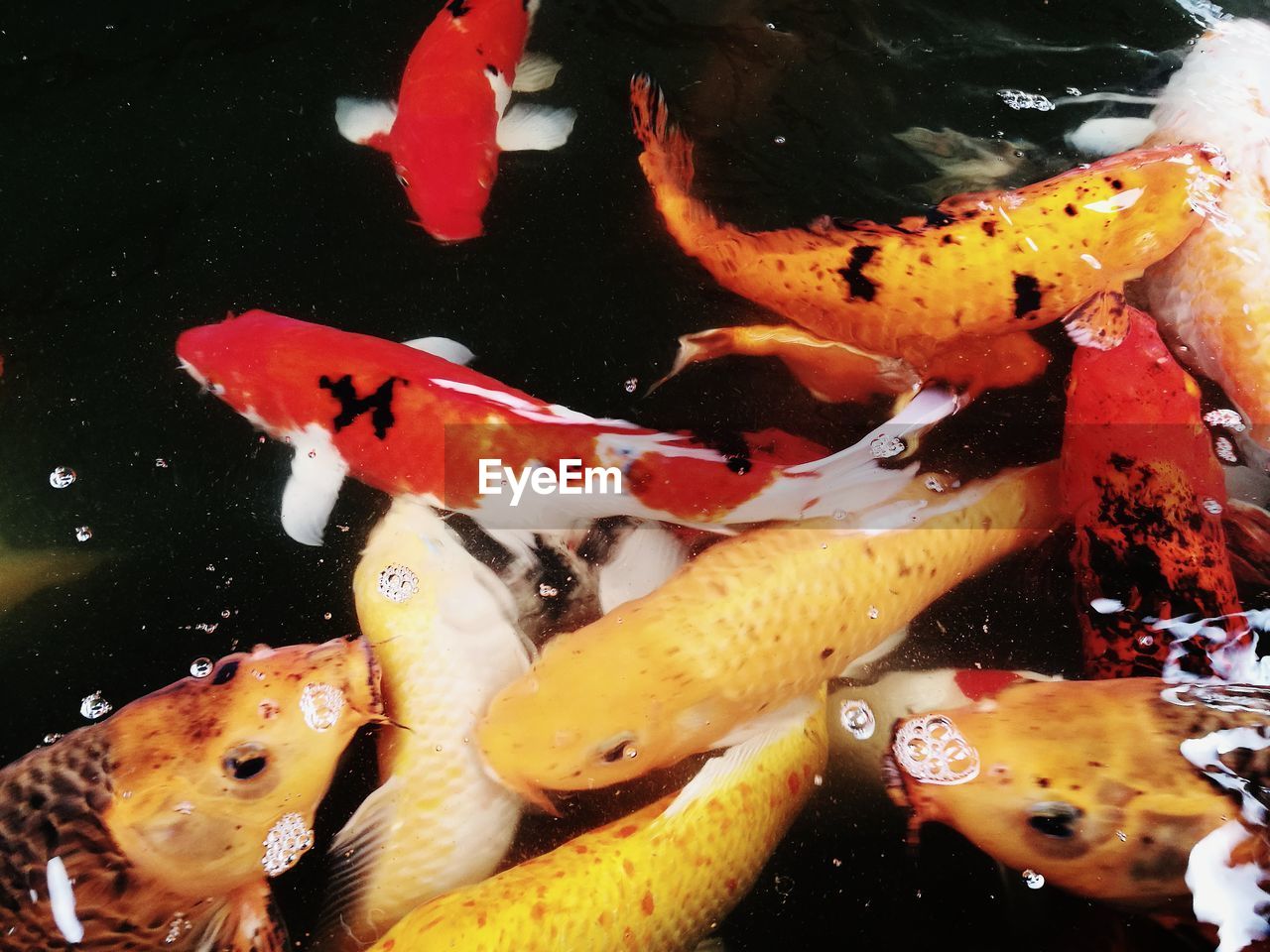 CLOSE-UP OF KOI CARPS FISH IN WATER