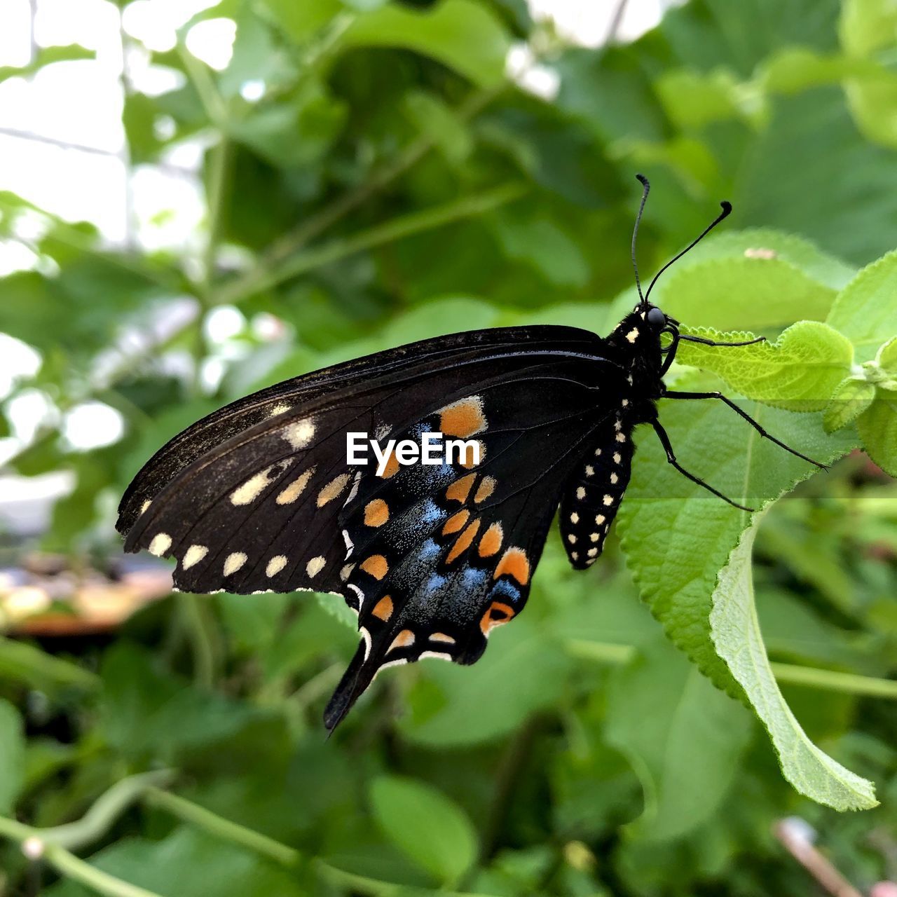 CLOSE-UP OF BUTTERFLY POLLINATING