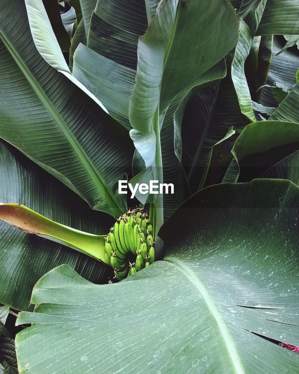 Low angle view of banana leaf