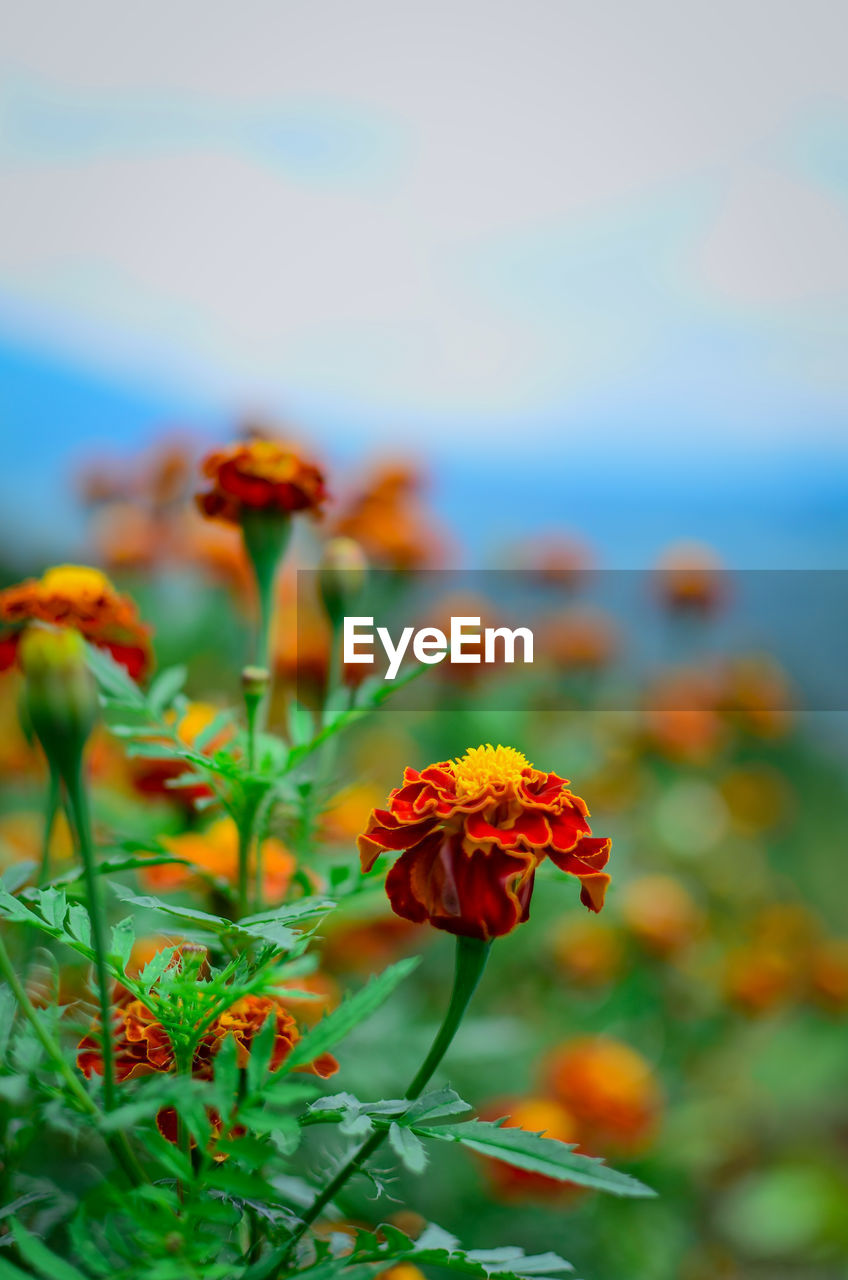 CLOSE-UP OF ORANGE FLOWERING PLANTS ON LAND