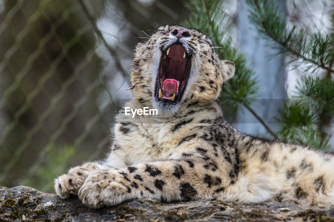 Snow leopard yawning in zoo