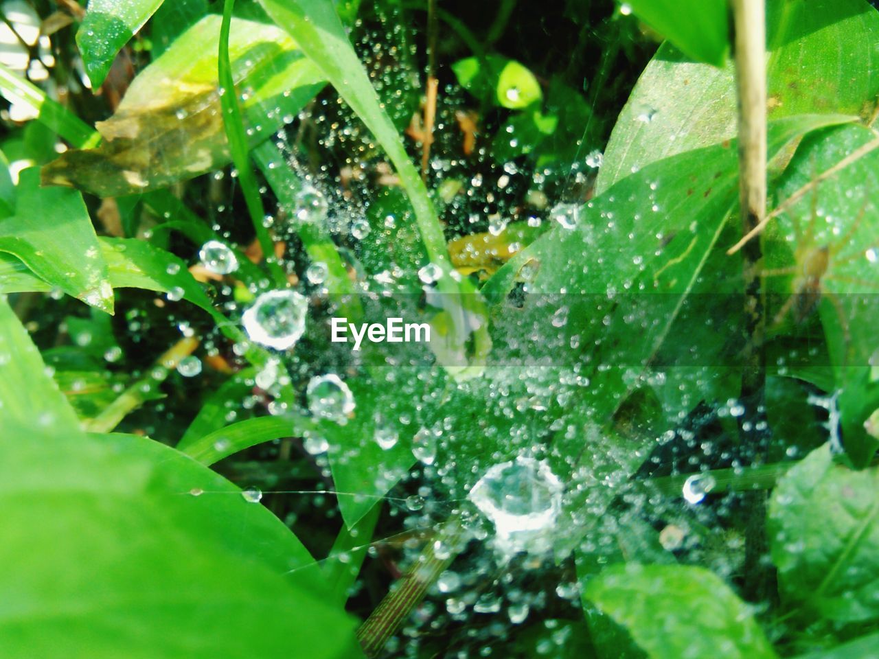 CLOSE-UP OF WATER DROPS ON LEAVES