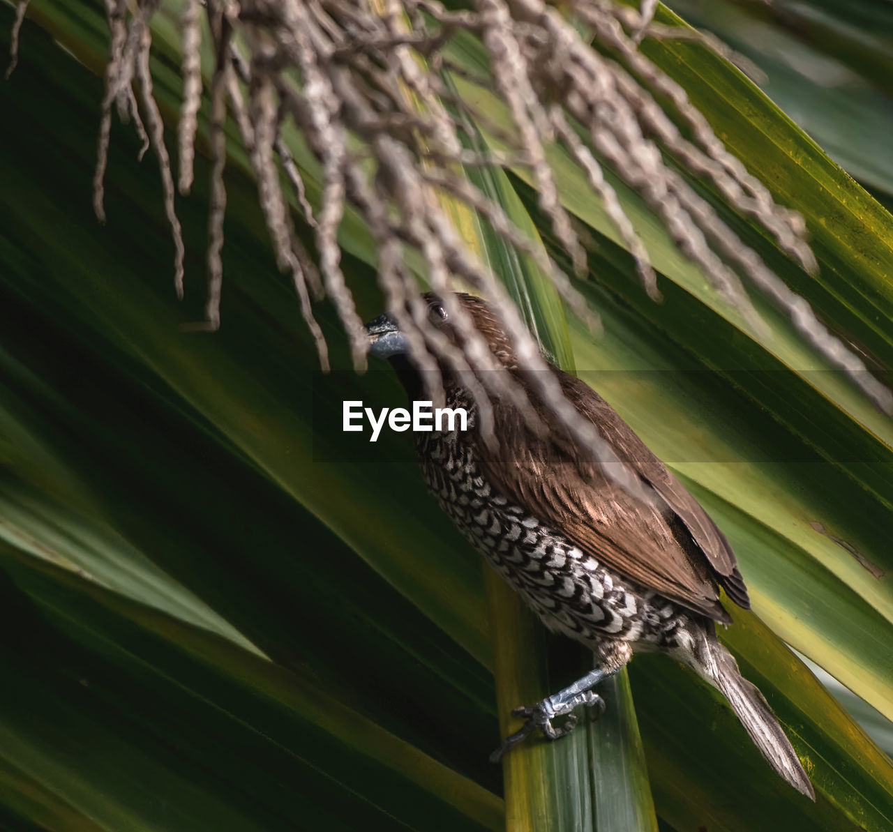 animal themes, animal, animal wildlife, one animal, wildlife, bird, nature, green, plant, no people, tree, palm tree, close-up, leaf, tropical climate, beauty in nature, palm leaf, plant part, macro photography, outdoors, branch, perching, flower, grass, environment