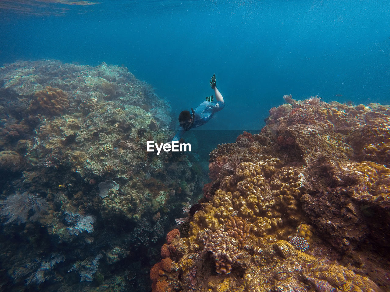 HIGH ANGLE VIEW OF CORAL SWIMMING UNDERWATER