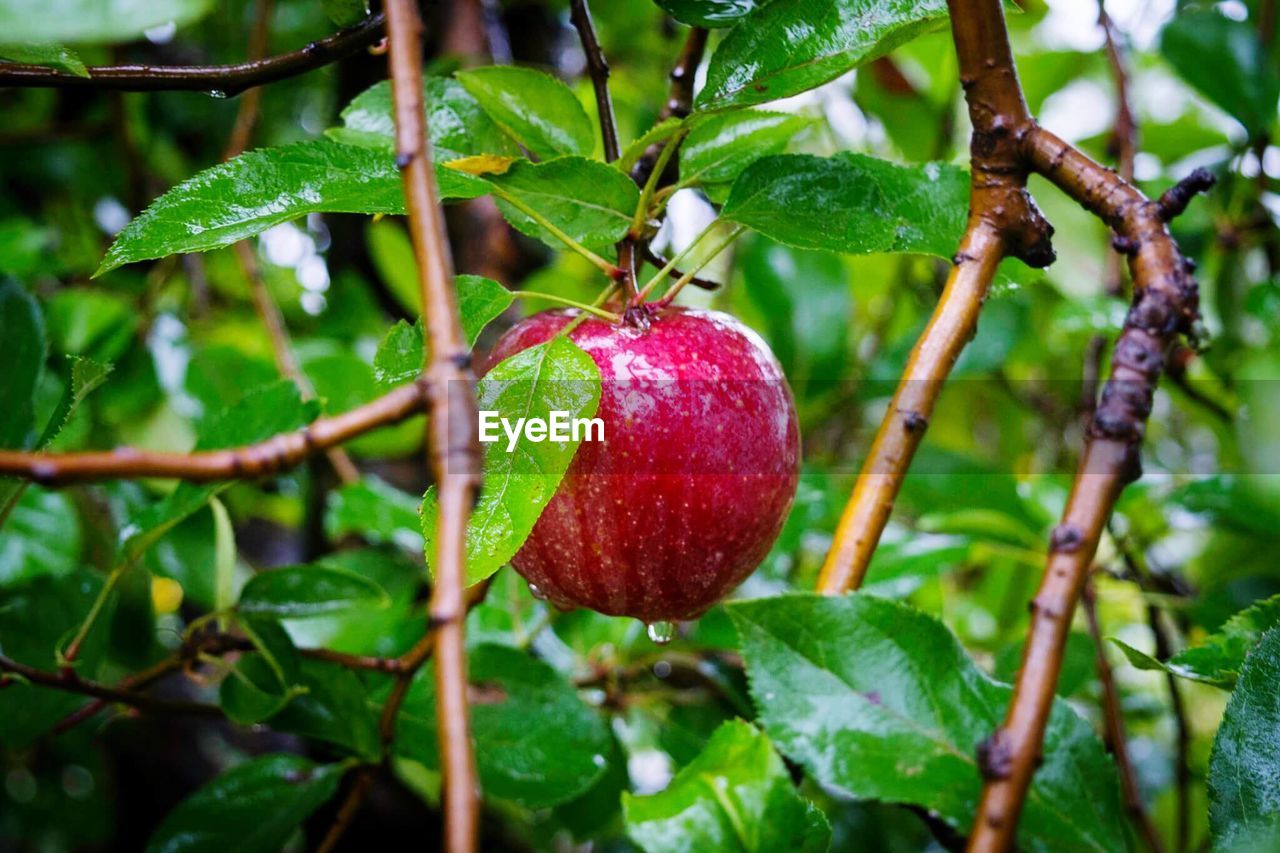 Close-up of apple on tree