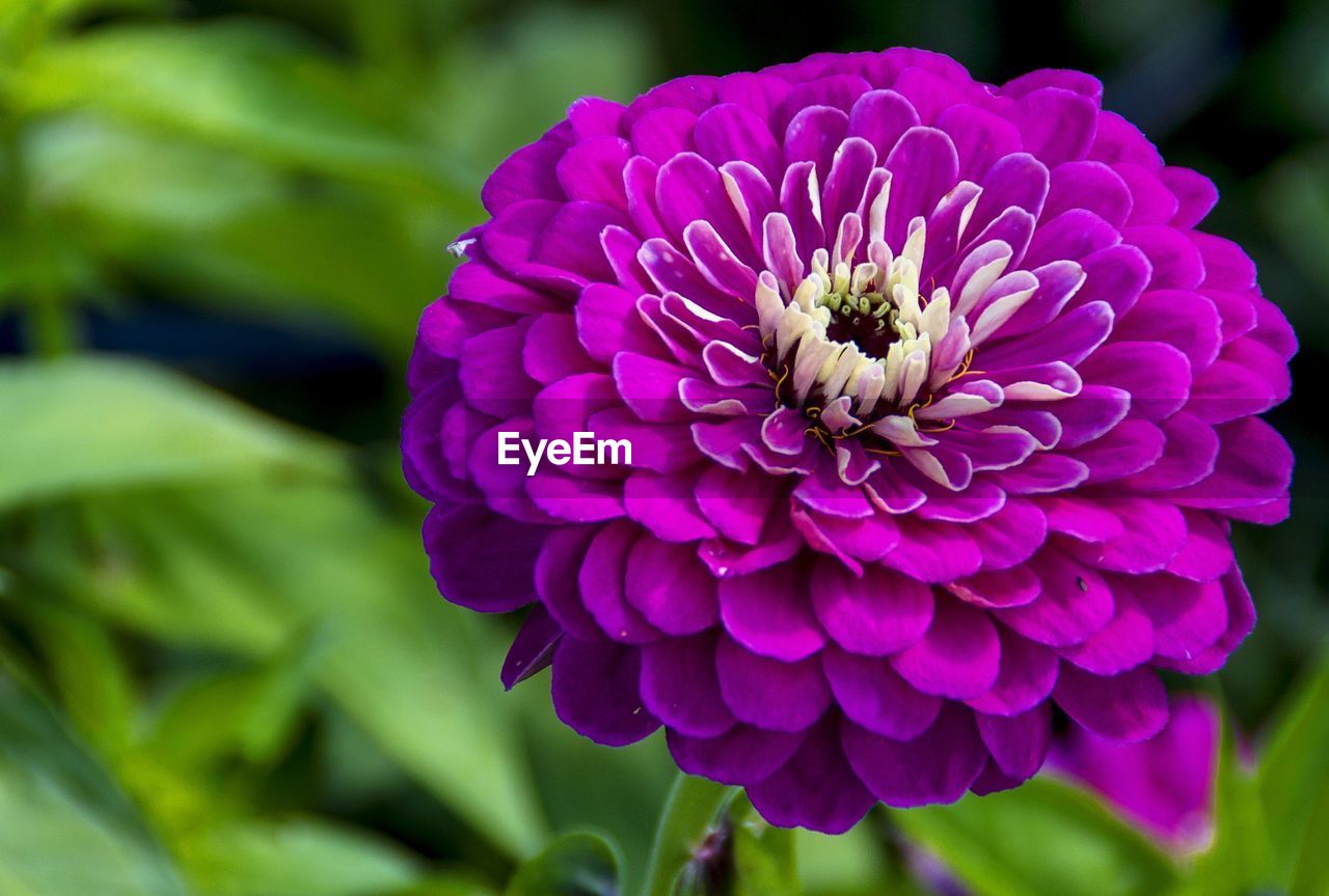 CLOSE-UP OF PURPLE CONEFLOWER BLOOMING OUTDOORS