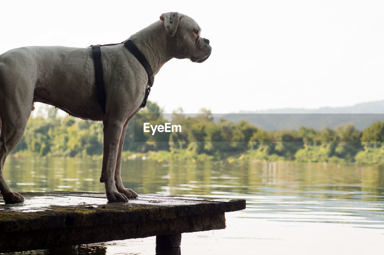 SIDE VIEW OF A DOG ON LAKE AGAINST TREES
