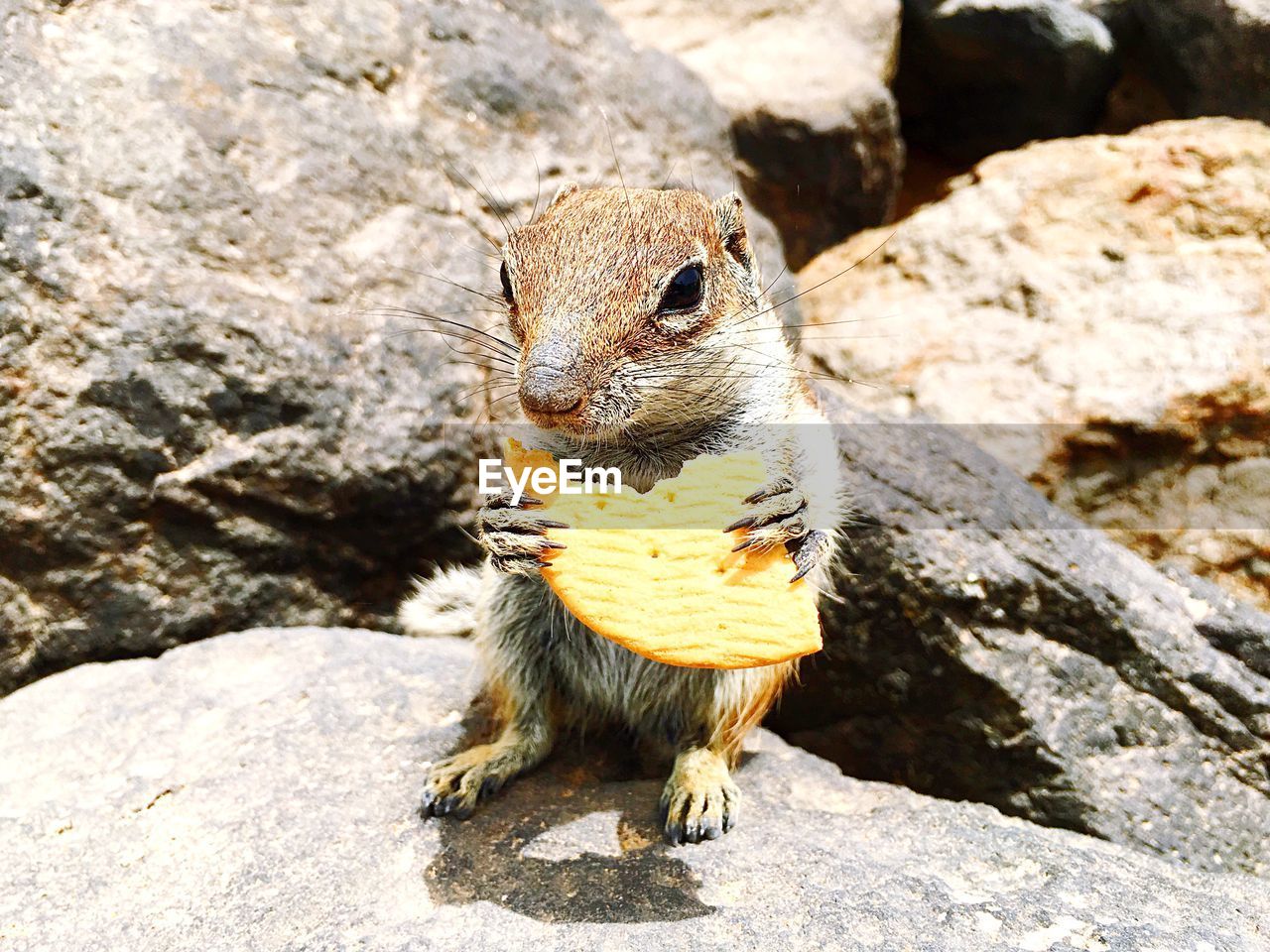 Close-up of prairie dog