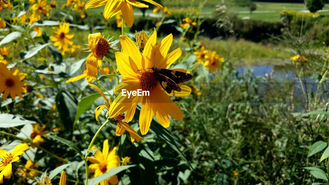 Close-up of butterfly pollinating on yellow flower