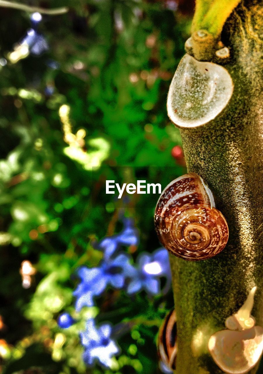 CLOSE-UP OF SNAIL ON THE WALL