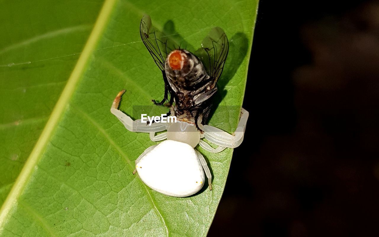 CLOSE-UP OF INSECT