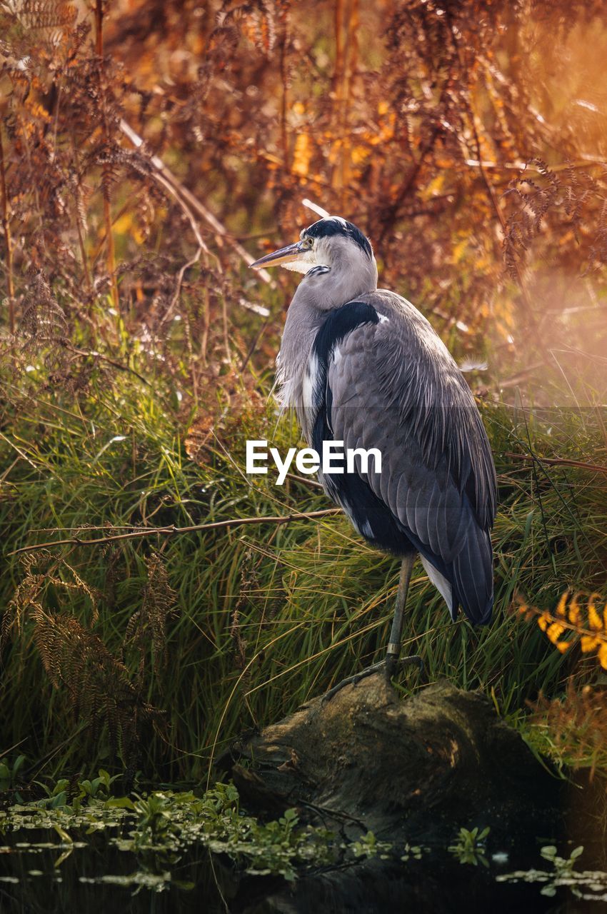 animal themes, animal, animal wildlife, bird, wildlife, one animal, nature, heron, plant, no people, perching, water bird, beak, gray heron, water, tree, outdoors, beauty in nature, land, day, full length, grass, autumn