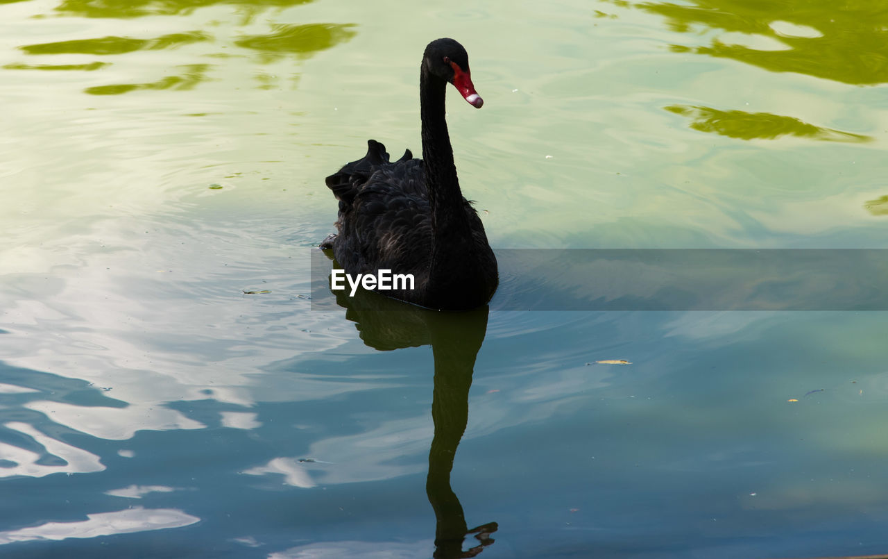 HIGH ANGLE VIEW OF SWAN SWIMMING ON LAKE