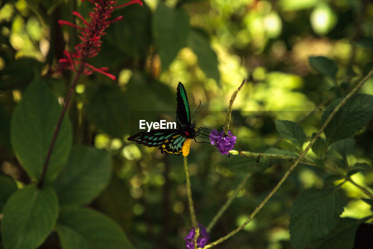 Close-up of butterfly pollinating on purple flower