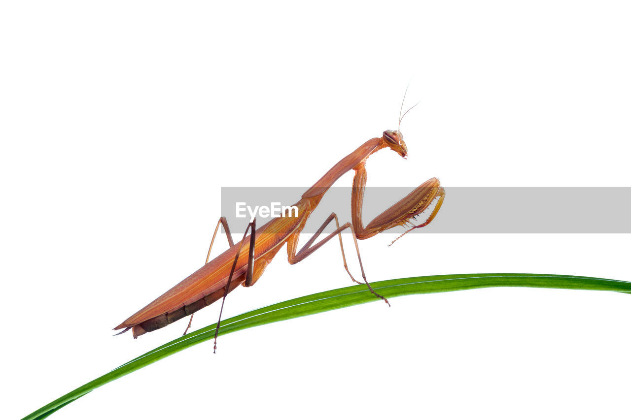 Close-up of insect on plant against white background