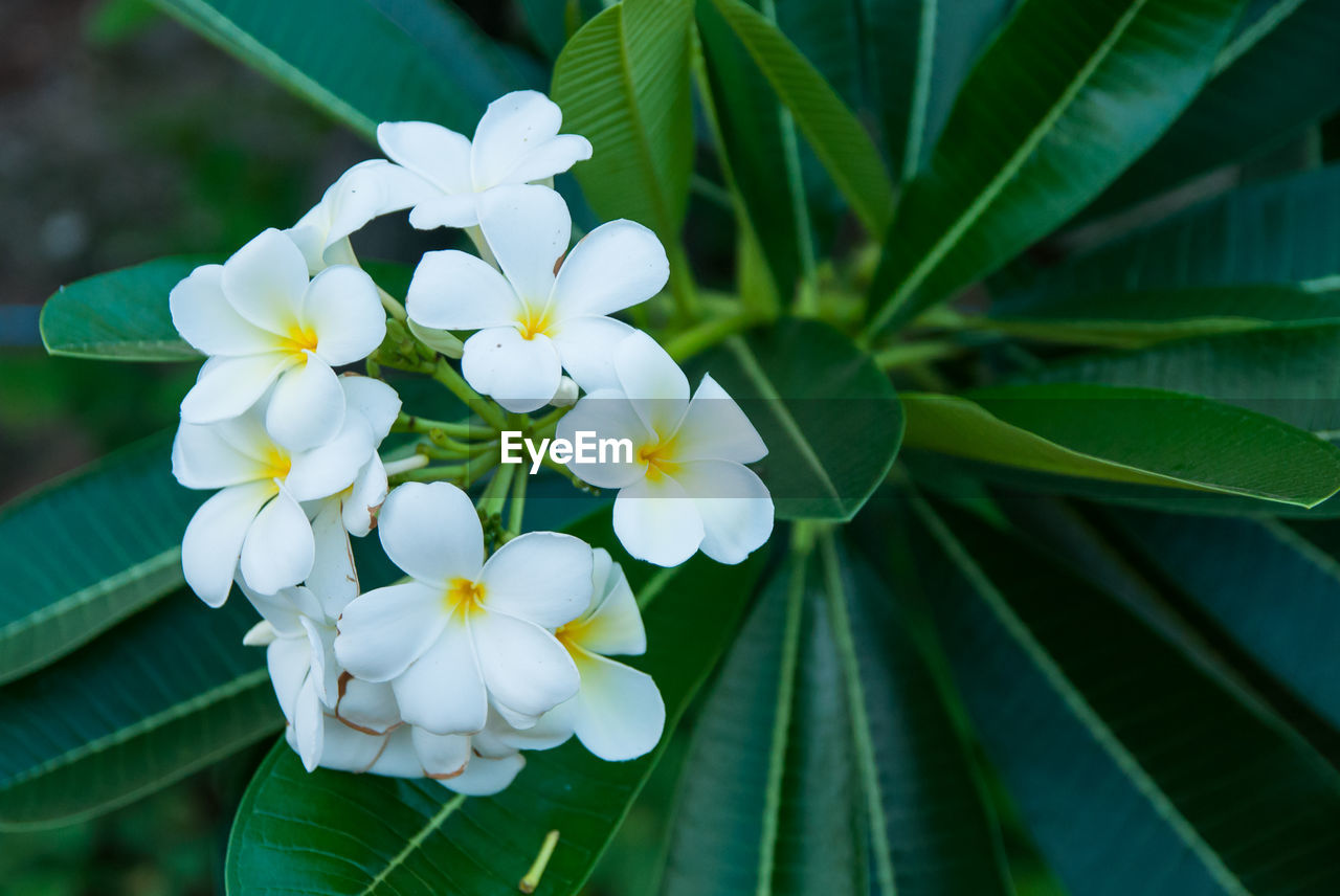 CLOSE-UP OF FRESH YELLOW FLOWERS BLOOMING OUTDOORS