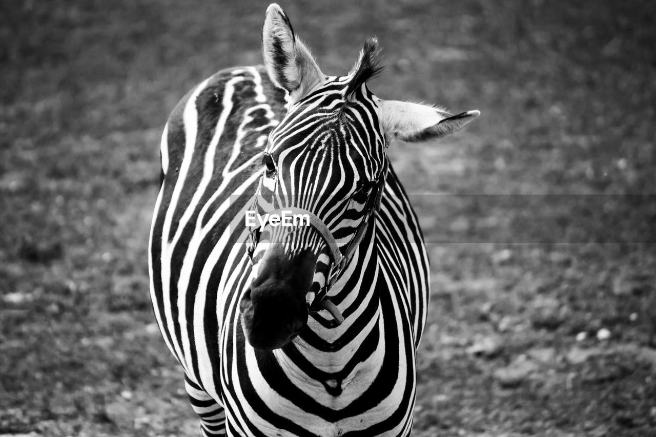 Close-up of zebra on field
