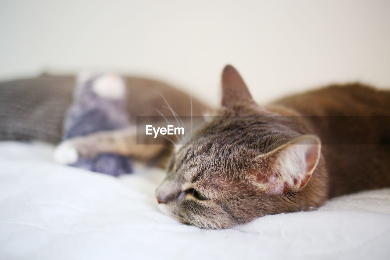 CLOSE-UP OF A CAT SLEEPING