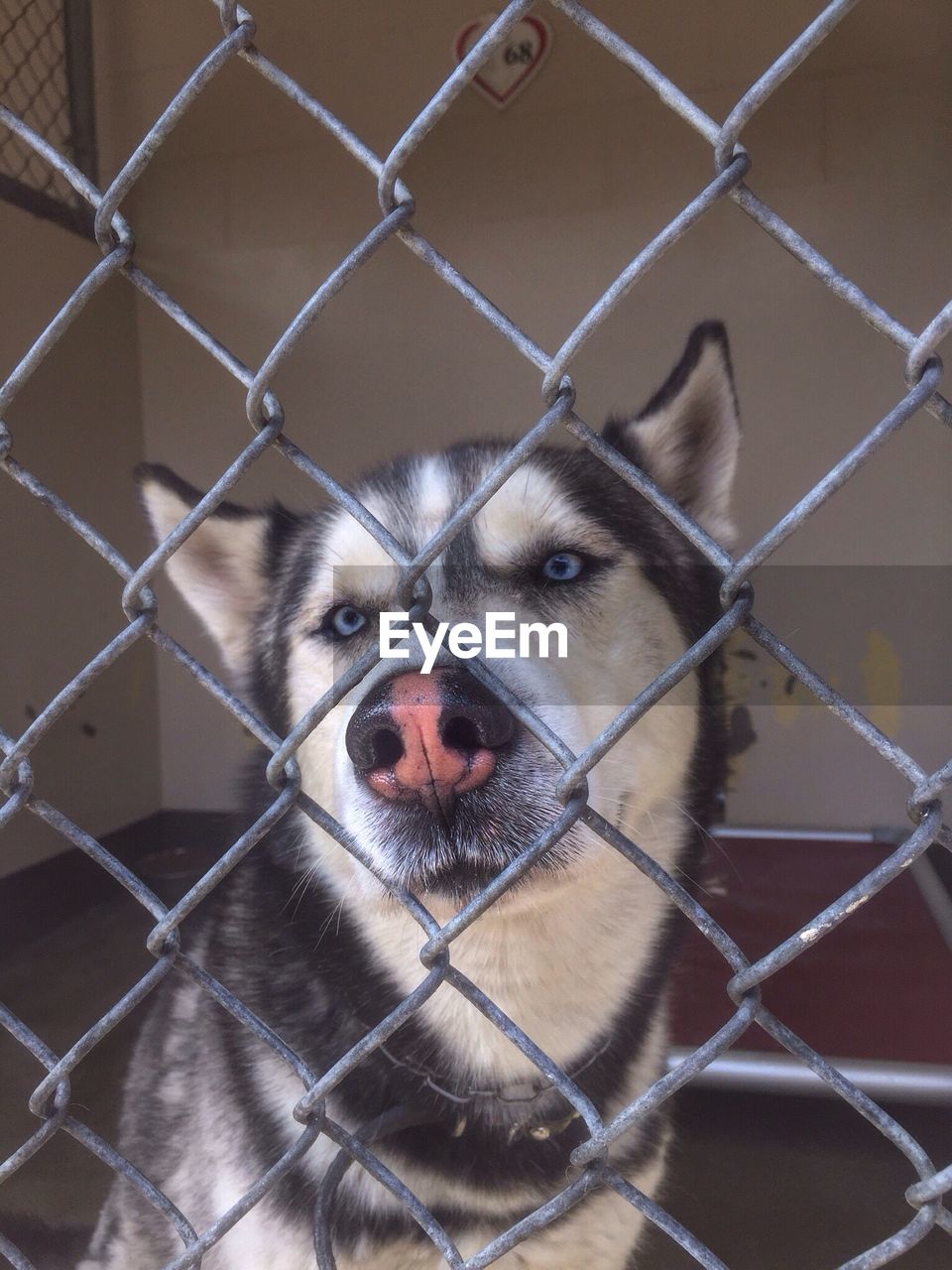 Close-up of siberian husky in cage