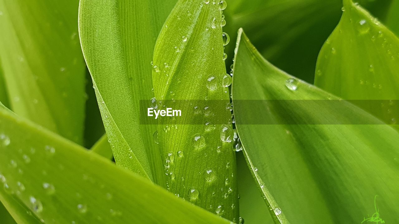 CLOSE-UP OF WET PLANT LEAVES