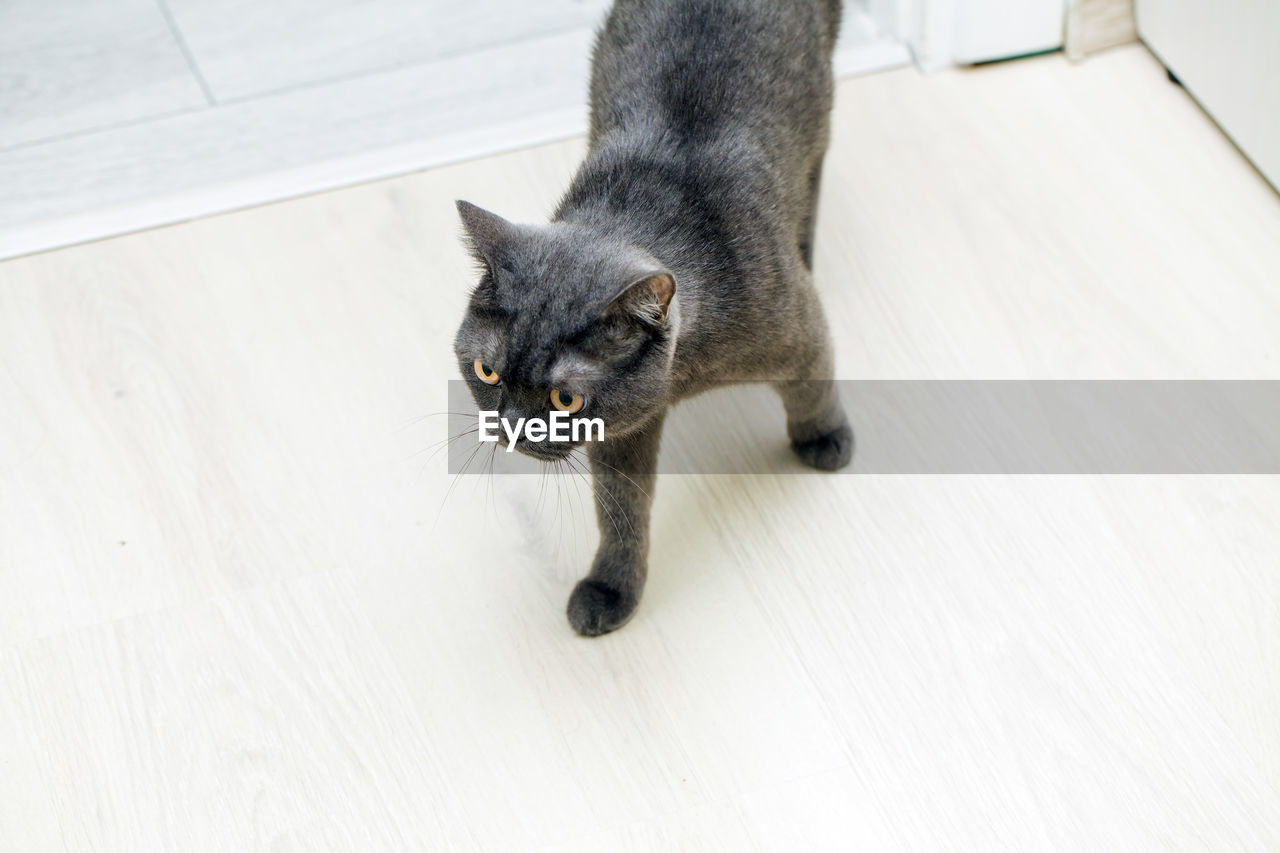 Cat sitting on hardwood floor