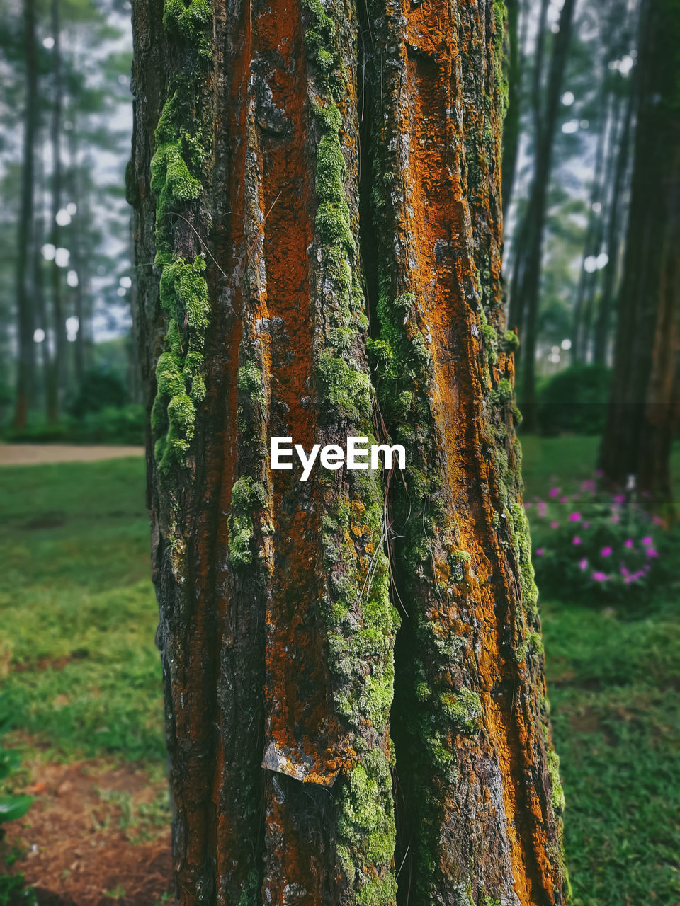 Mossy pine trees in the pine forest in the morning.