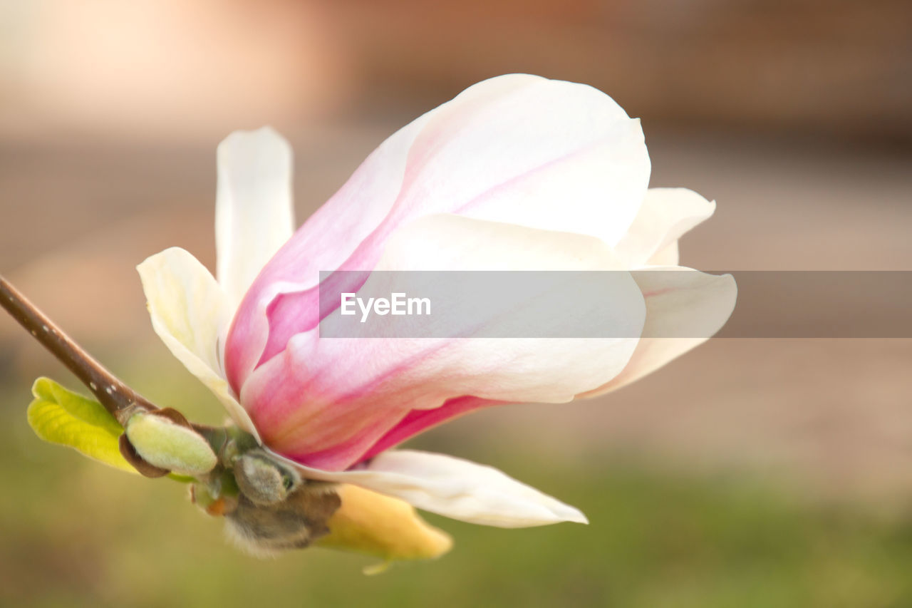 Close-up of pink rose flower