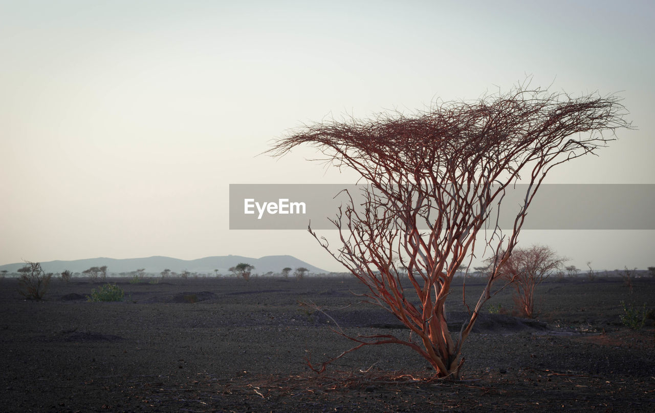 Bare tree on field against clear sky