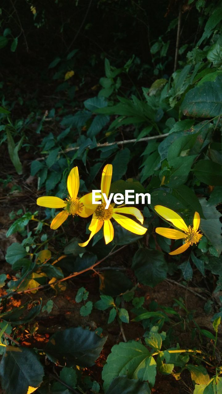 CLOSE-UP OF YELLOW FLOWERS BLOOMING