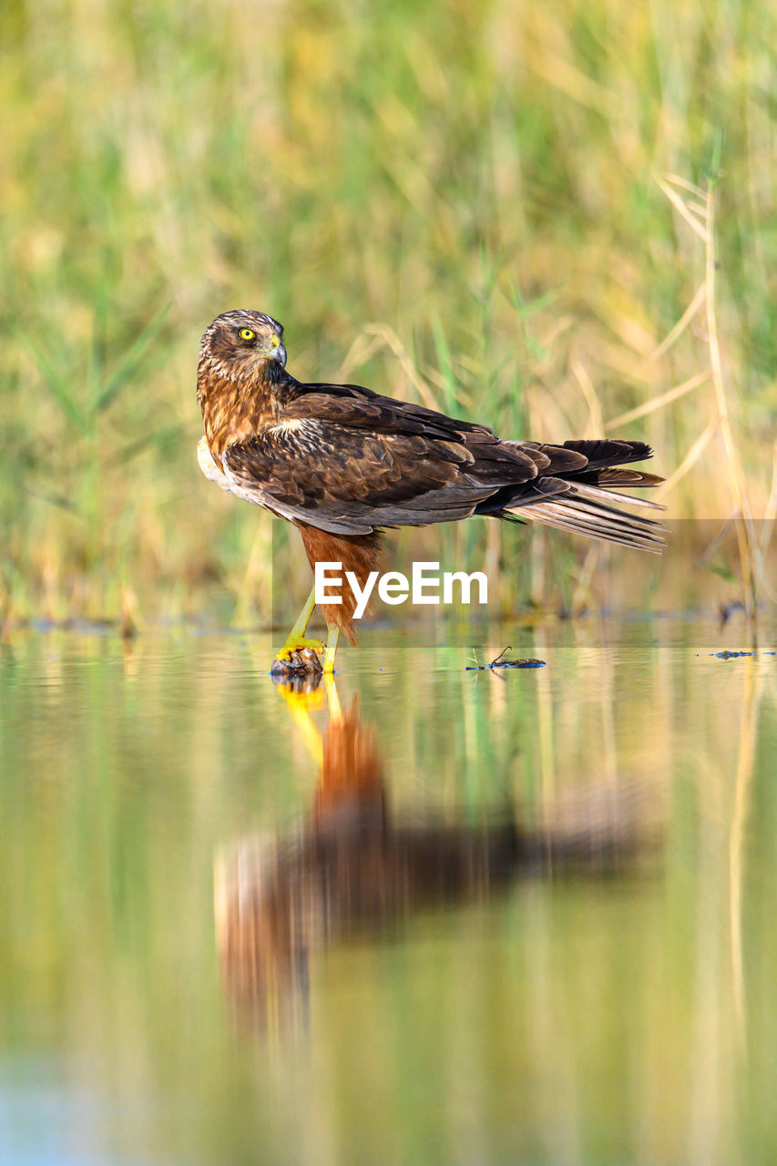 close-up of bird flying over lake