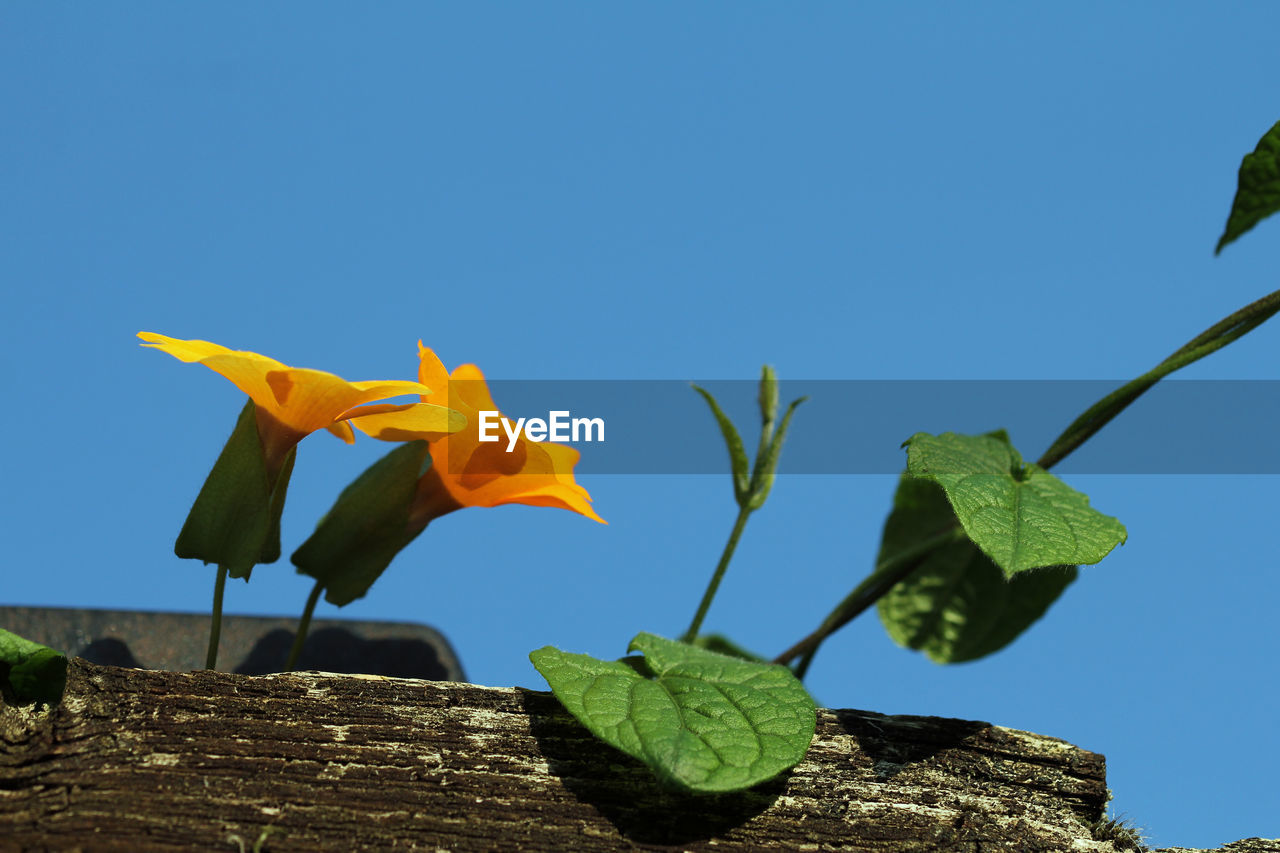 CLOSE-UP OF YELLOW FLOWER AGAINST BLUE SKY