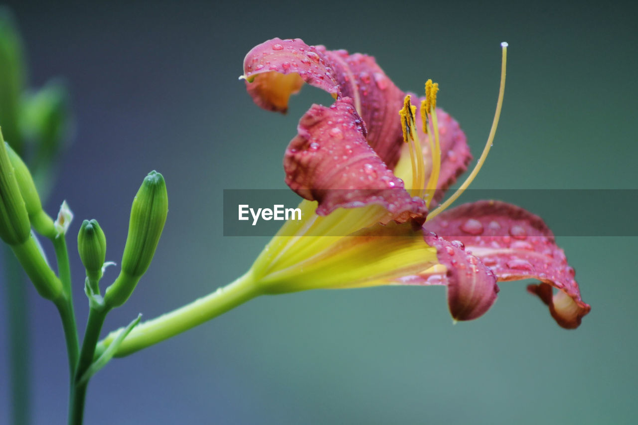 Close-up of day lily blooming outdoors