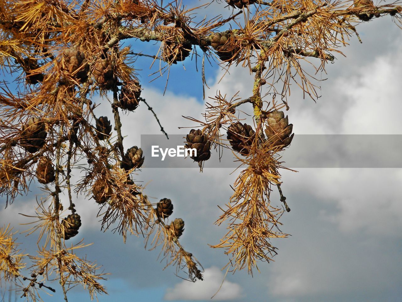 Low angle view of dry plant against sky