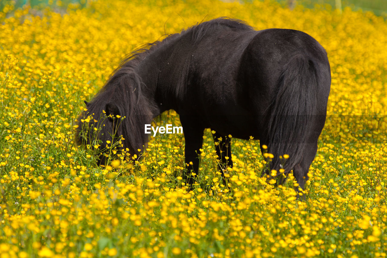 Black pony grazing at buttercup field