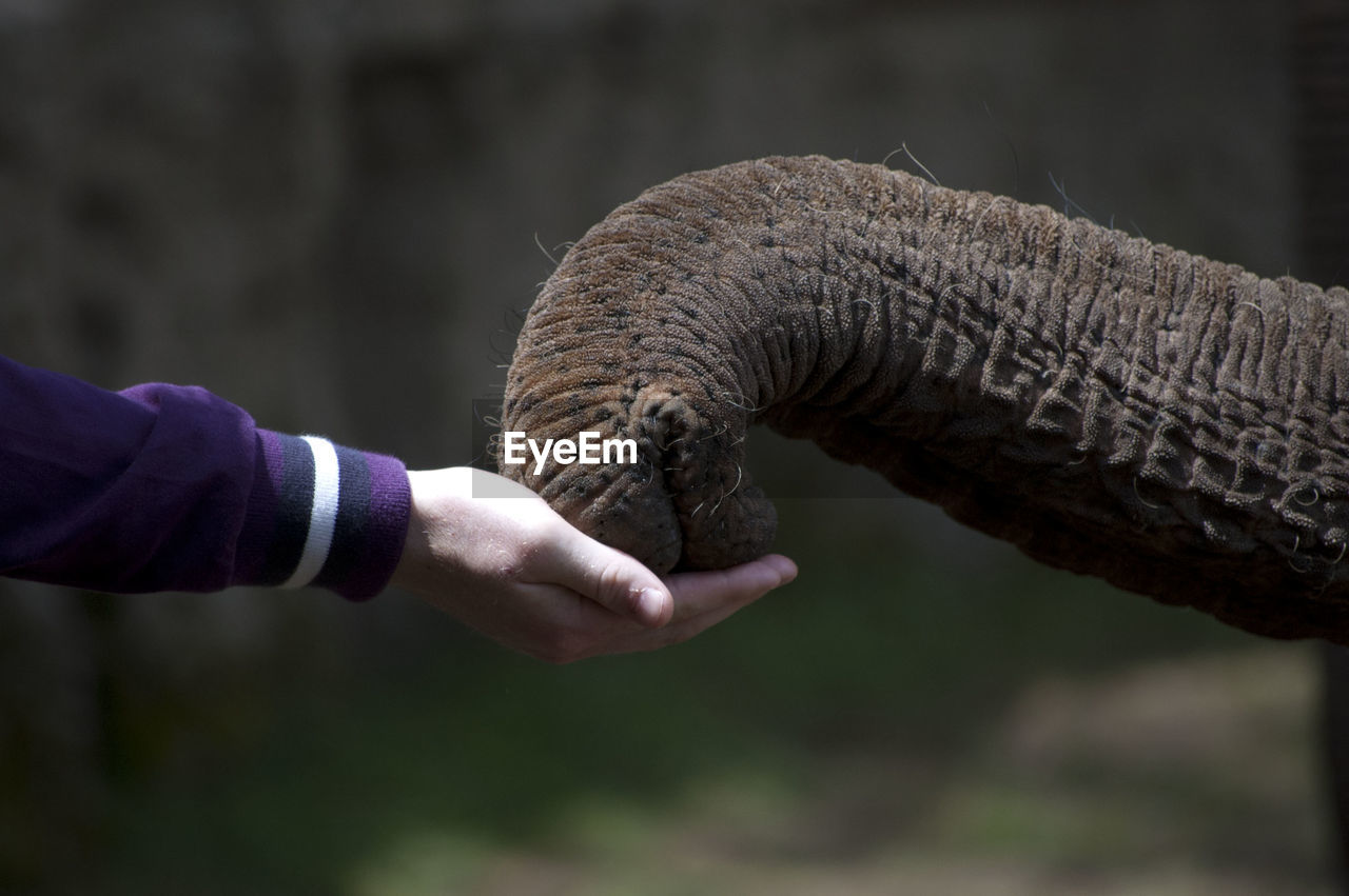 Cropped image of person feeding elephant