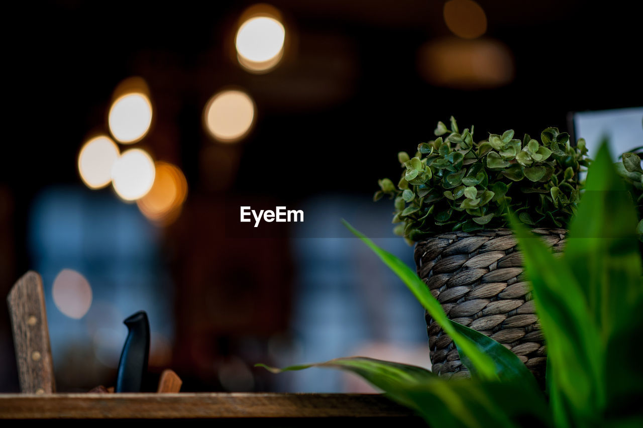 Close-up of potted plant on table