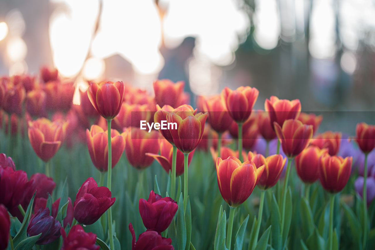 Close-up of red tulips in field