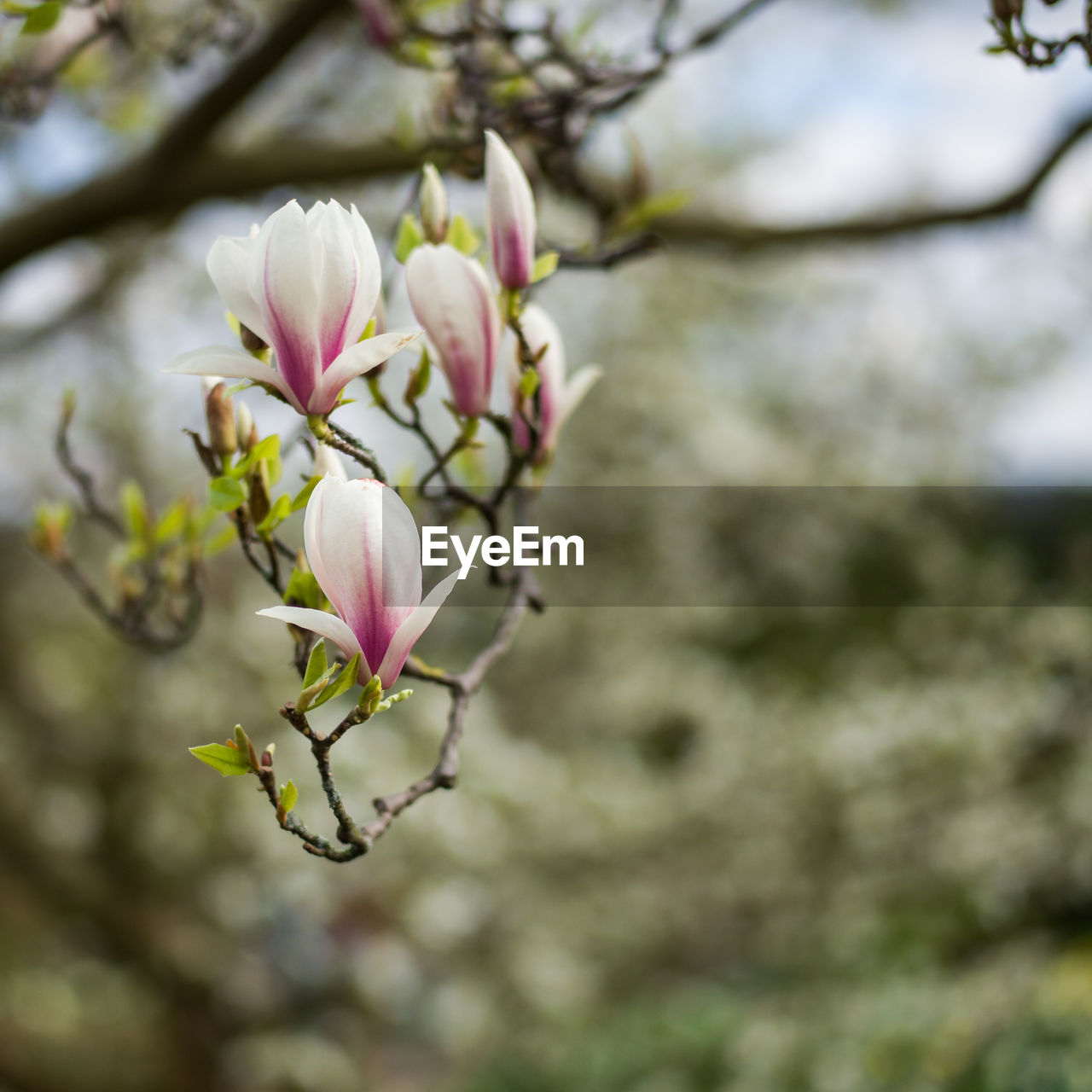 Close-up of flowers on branch