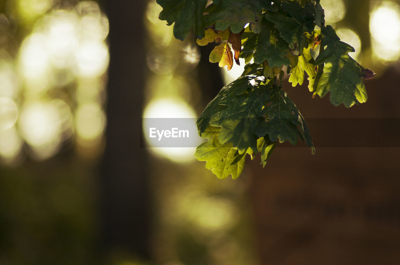 green, sunlight, plant, tree, leaf, nature, branch, autumn, yellow, plant part, food and drink, growth, food, close-up, fruit, beauty in nature, macro photography, no people, outdoors, flower, light, land, agriculture, freshness, healthy eating, focus on foreground, environment, landscape, sun, vineyard, day, rural scene, tranquility, produce, forest, back lit, sky, summer, grape