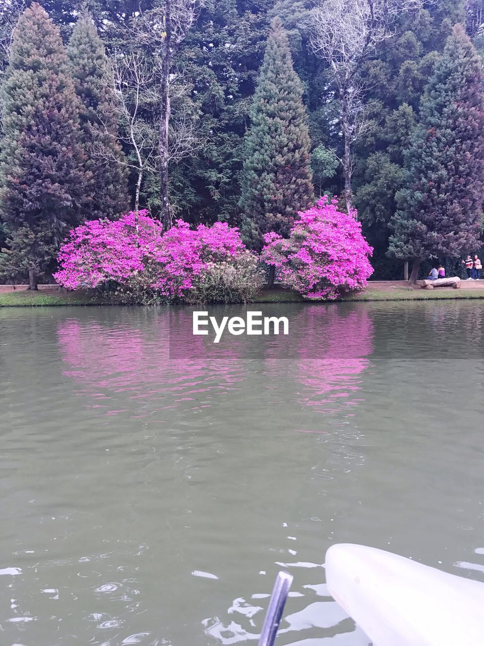 FLOWERS GROWING IN LAKE AGAINST SKY