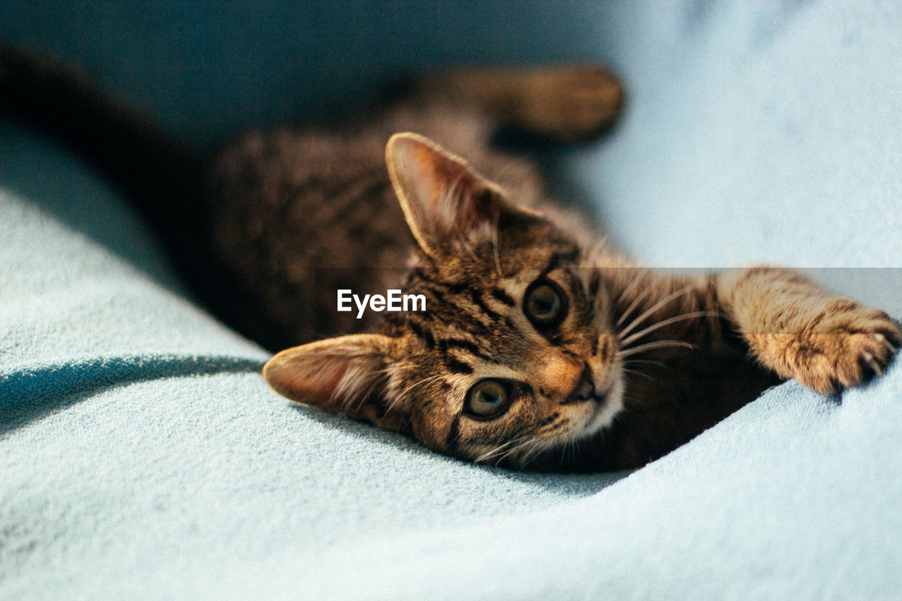 Portrait of kitten relaxing on sofa