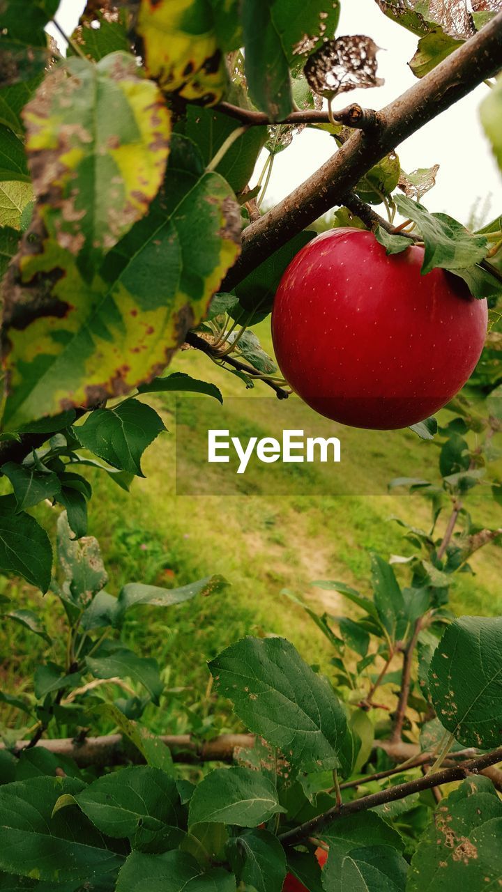 Close-up of apple growing on tree at field