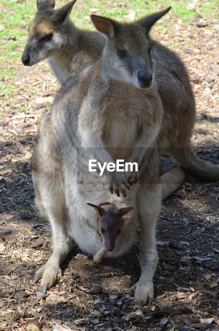 Kangaroo sitting on field