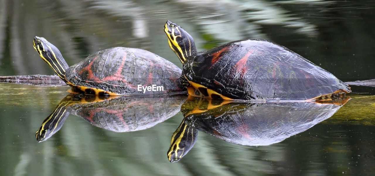 CLOSE-UP OF TURTLE IN LAKE
