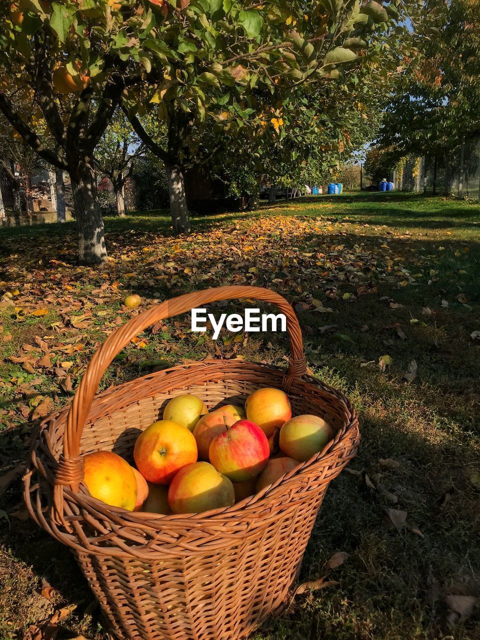 VEGETABLES IN BASKET