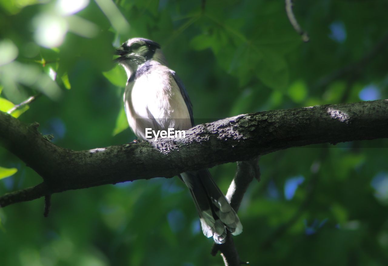 Close-up of bird perching on tree