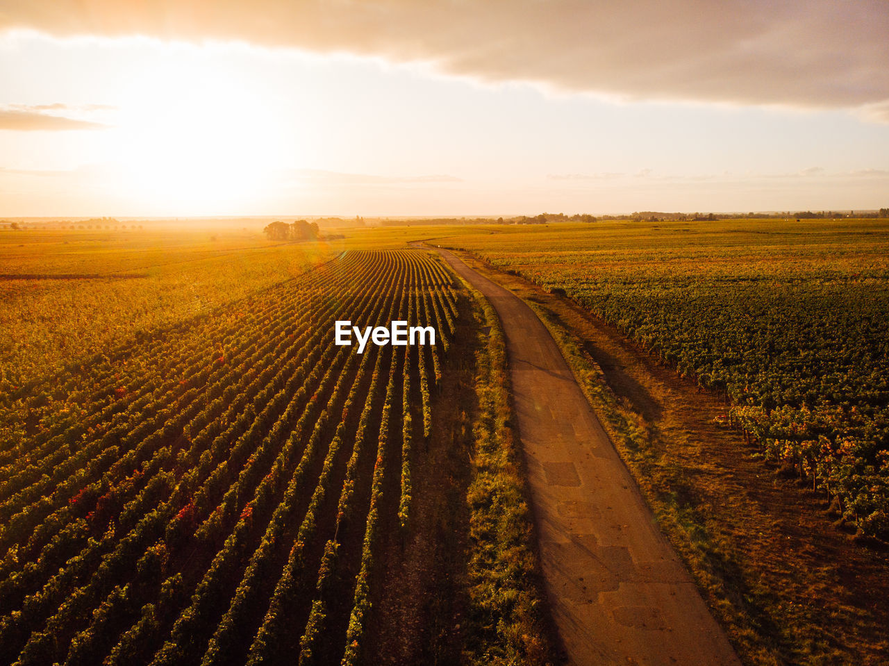 Scenic view of agricultural field against sky during sunset. aerial view of vineyards during autumn 