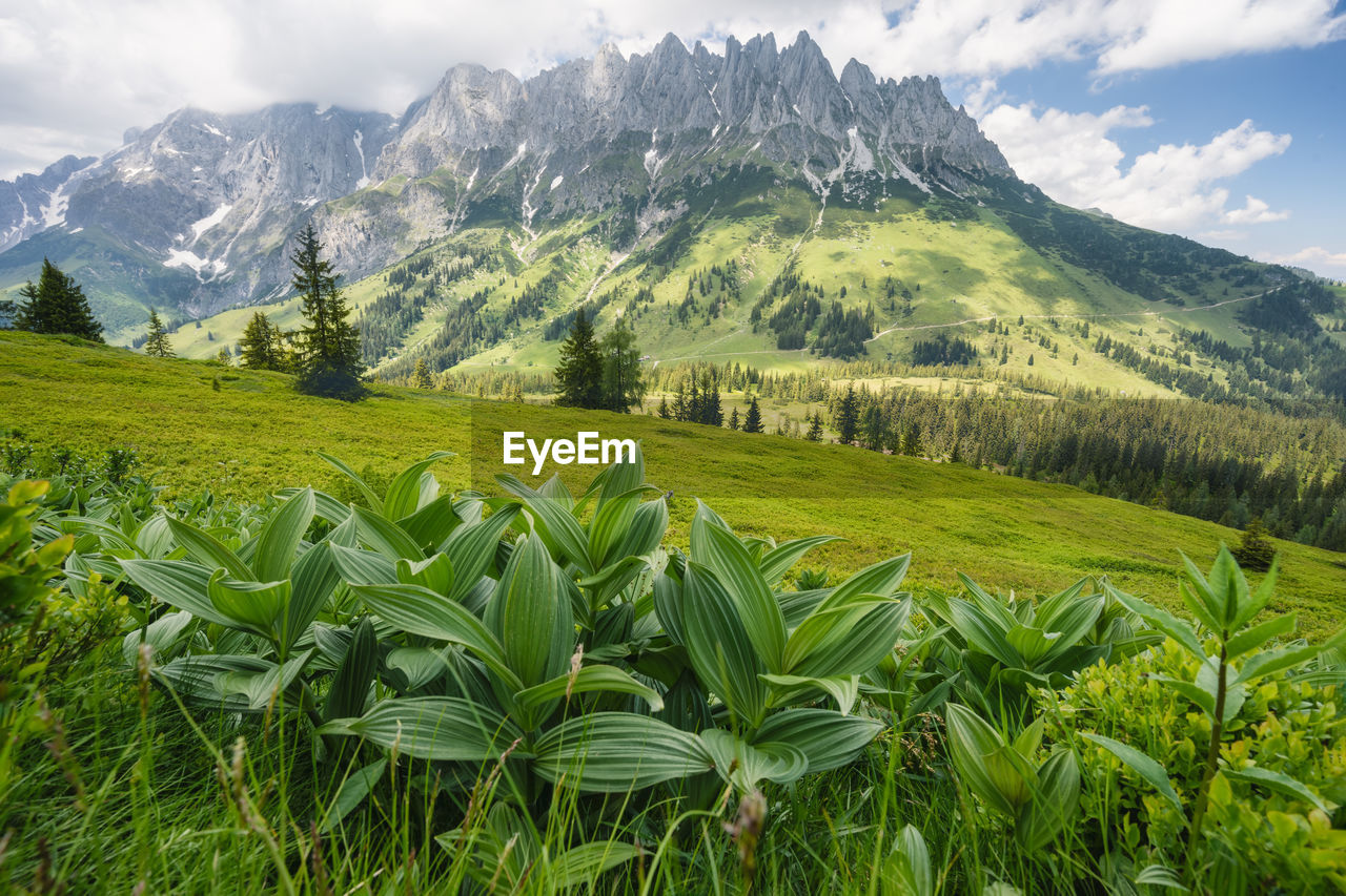 SCENIC VIEW OF AGRICULTURAL FIELD AGAINST MOUNTAINS