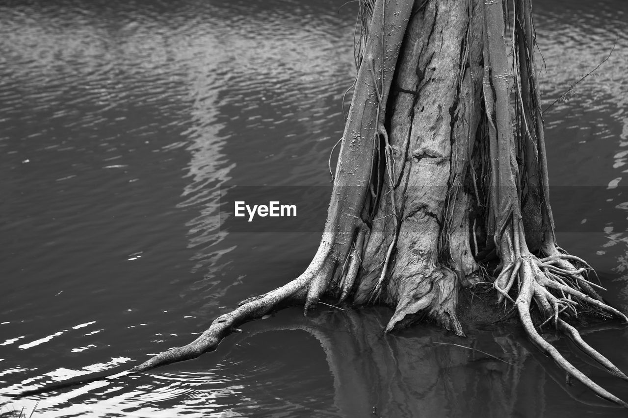 CLOSE-UP OF TREE TRUNK WITH LAKE IN FOREGROUND