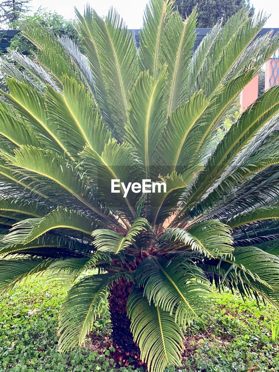 CLOSE-UP OF PALM TREE GROWING IN FIELD